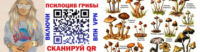 закладка  Кострома  ссылка на мегу tor  Псилоцибиновые грибы Cubensis 